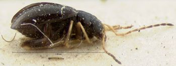 Media type: image; Entomology 18451   Aspect: habitus lateral view